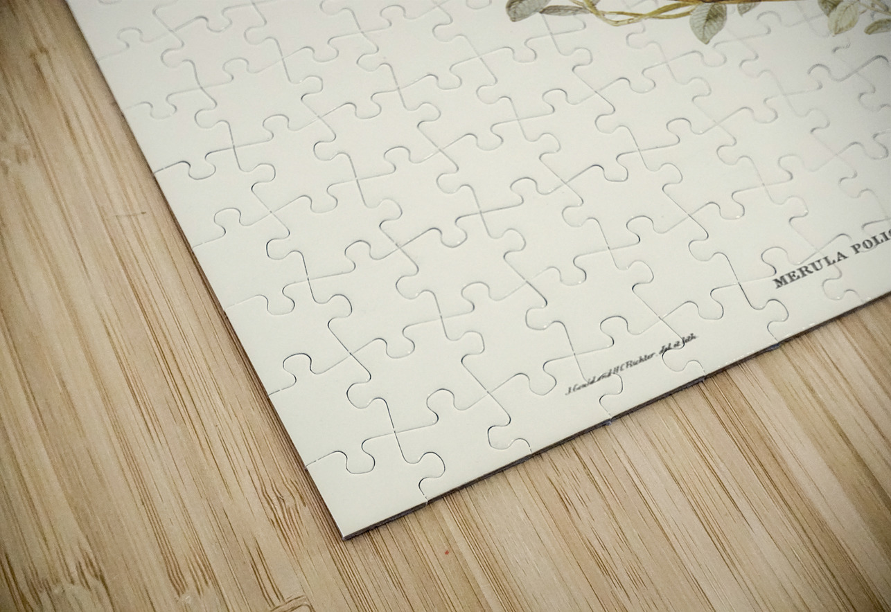 Grey-headed Blackbird Merula poliocephala illustrated by Elizabeth Gould 1804–1841 for John Gould’s 1804-1881 Birds of Australia  IStockHistory com Puzzle