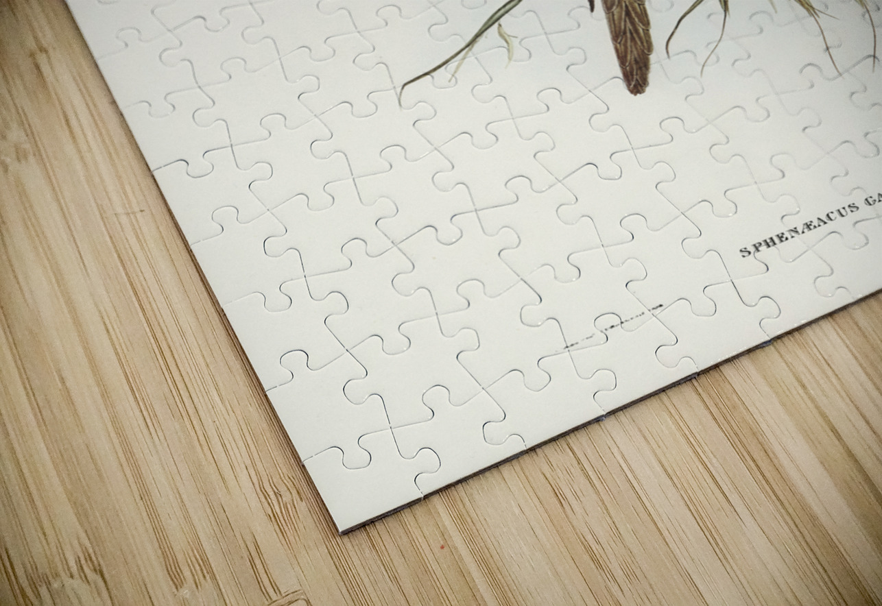 Crested Cockatoo Cacatua galerita illustrated by Elizabeth Gould 1804–1841 for John Gould’s 1804-1881 Birds of Australia  IStockHistory com Puzzle