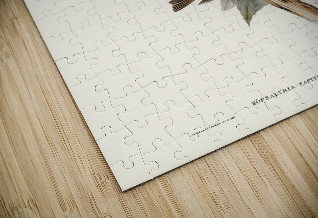 Large-headed Robin Eopsaltria capito illustrated by Elizabeth Gould 1804–1841 for John Gould’s 1804-1881 Birds of Australia  IStockHistory com Puzzle