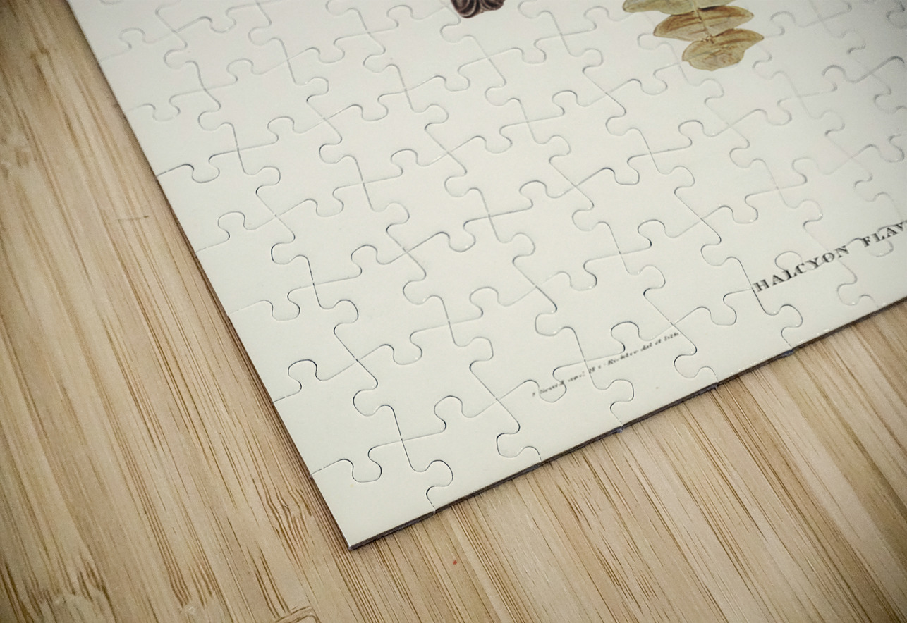 Yellow-billed Kingfisher Halcyon flavirostris illustrated by Elizabeth Gould 1804–1841 for John Gould’s 1804-1881 Birds of Australia  IStockHistory com Puzzle