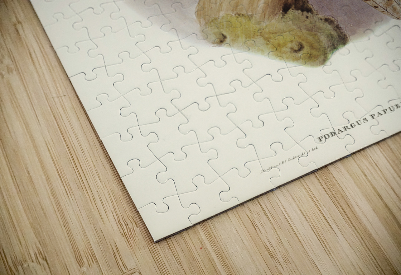 Papuan Podargus Podargus Papuensis illustrated by Elizabeth Gould 1804–1841 for John Gould’s 1804-1881 Birds of Australia  IStockHistory com Puzzle