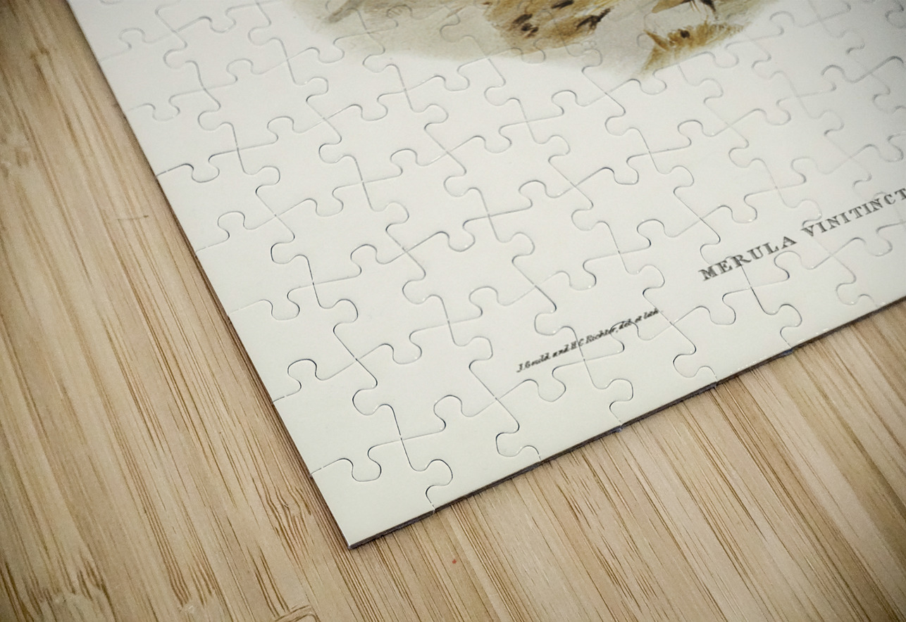 Vinous-tinted Blackbird Merula vinitincta illustrated by Elizabeth Gould 1804–1841 for John Gould’s 1804-1881 Birds of Australia  IStockHistory com Puzzle