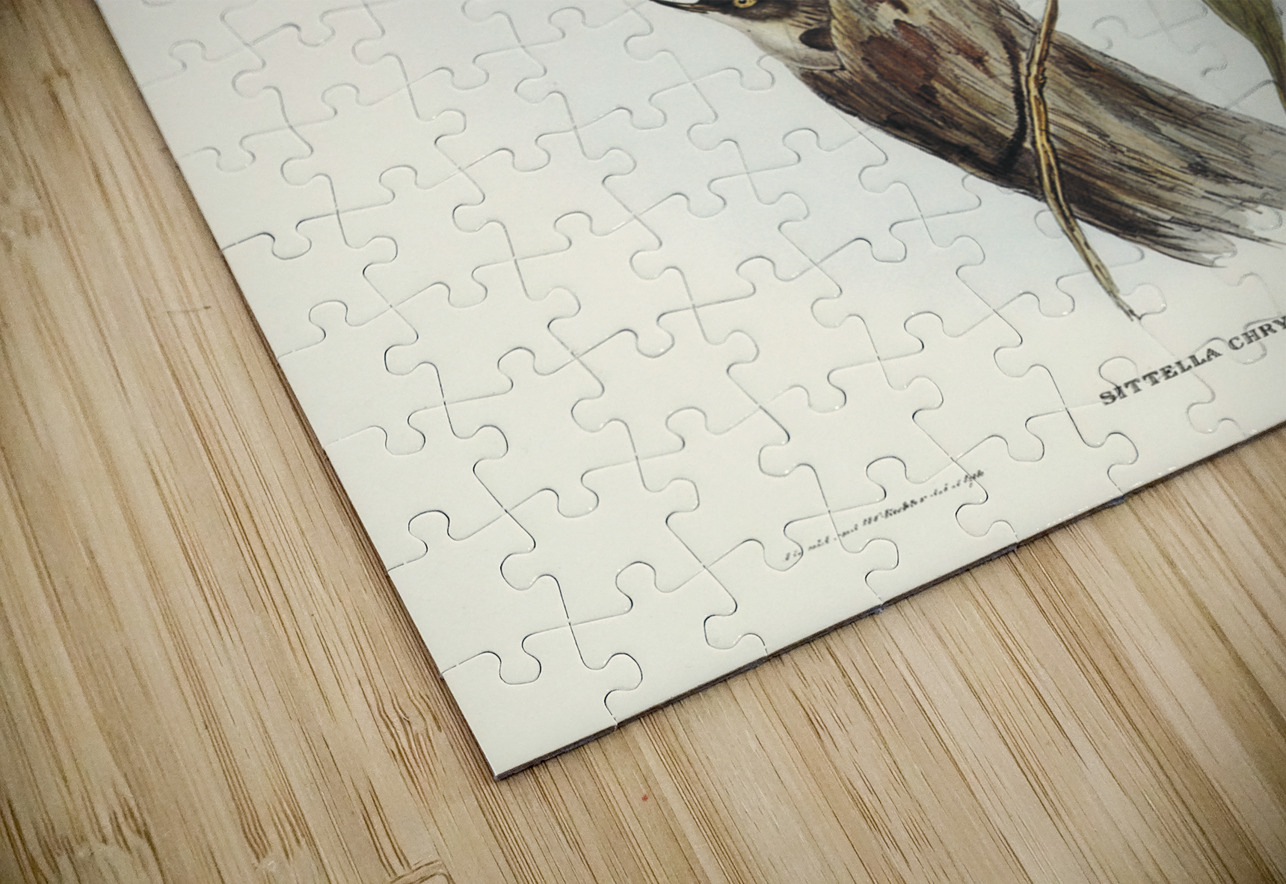 Orange-winged Sittella Sittella chrysoptera illustrated by Elizabeth Gould 1804–1841 for John Gould’s 1804-1881 Birds of Australia  IStockHistory com Puzzle