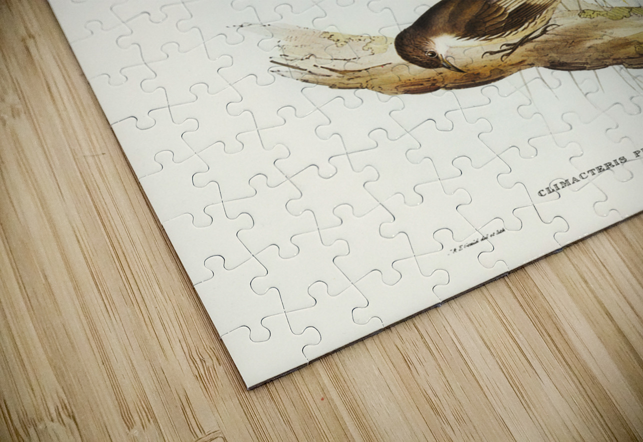 Robust Zosterops Zosterops strenuus illustrated by Elizabeth Gould 1804–1841 for John Gould’s 1804-1881 Birds of Australia  IStockHistory com Puzzle