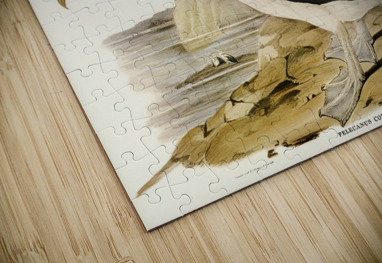 Australian Pelican Pelecanus conspicillatus illustrated by Elizabeth Gould 1804–1841 for John Gould’s 1804-1881 Birds of Australia  IStockHistory com Puzzle