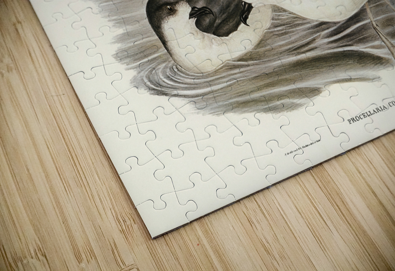 Cooks Petrel Procellaria Cookii illustrated by Elizabeth Gould 1804–1841 for John Gould’s 1804-1881 Birds of Australia  IStockHistory com Puzzle