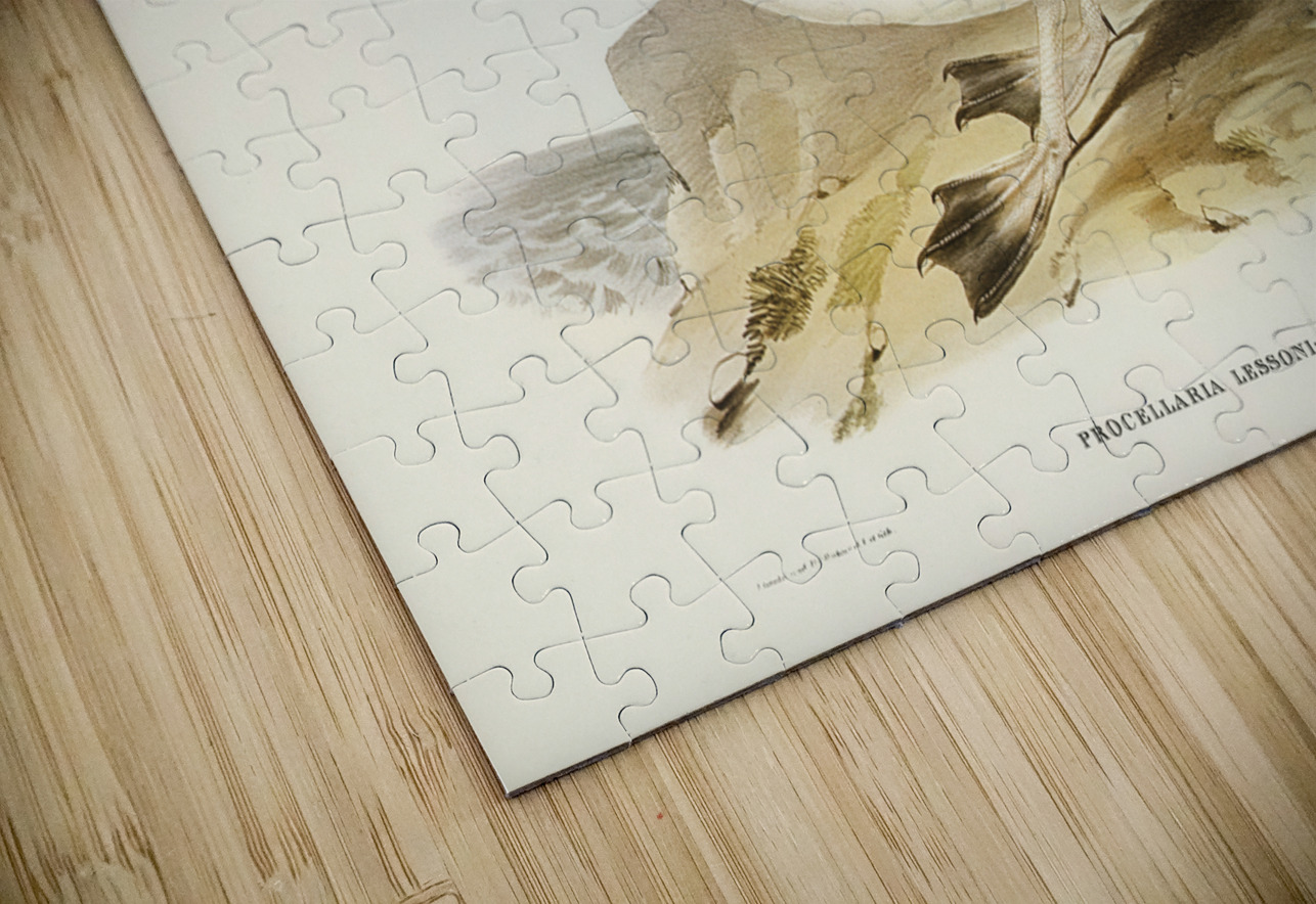 White-headed Petrel Procellaria Lessonii illustrated by Elizabeth Gould 1804–1841 for John Gould’s 1804-1881 Birds of Australia  IStockHistory com Puzzle