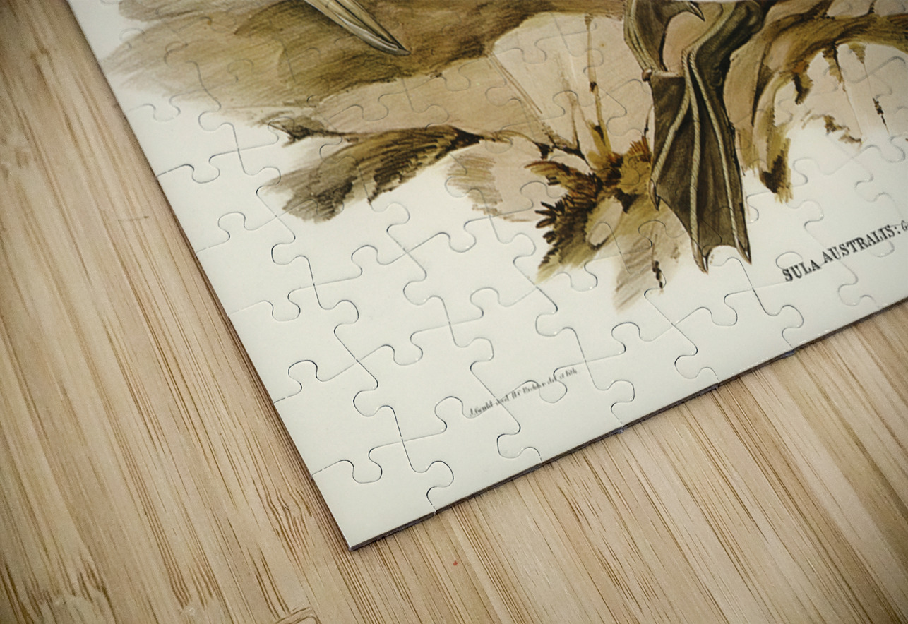 Australian Gannet Sula Australis illustrated by Elizabeth Gould 1804–1841 for John Gould’s 1804-1881 Birds of Australia  IStockHistory com Puzzle