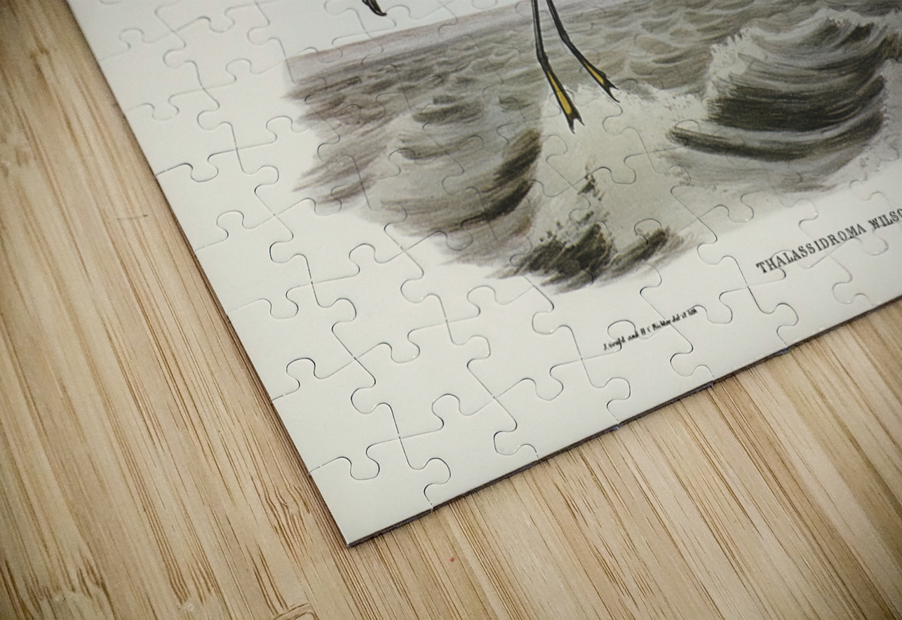 Wilsons Storm Petrel Thalassidroma Wilsonii illustrated by Elizabeth Gould 1804–1841 for John Gould’s 1804-1881 Birds of Australia  IStockHistory com Puzzle