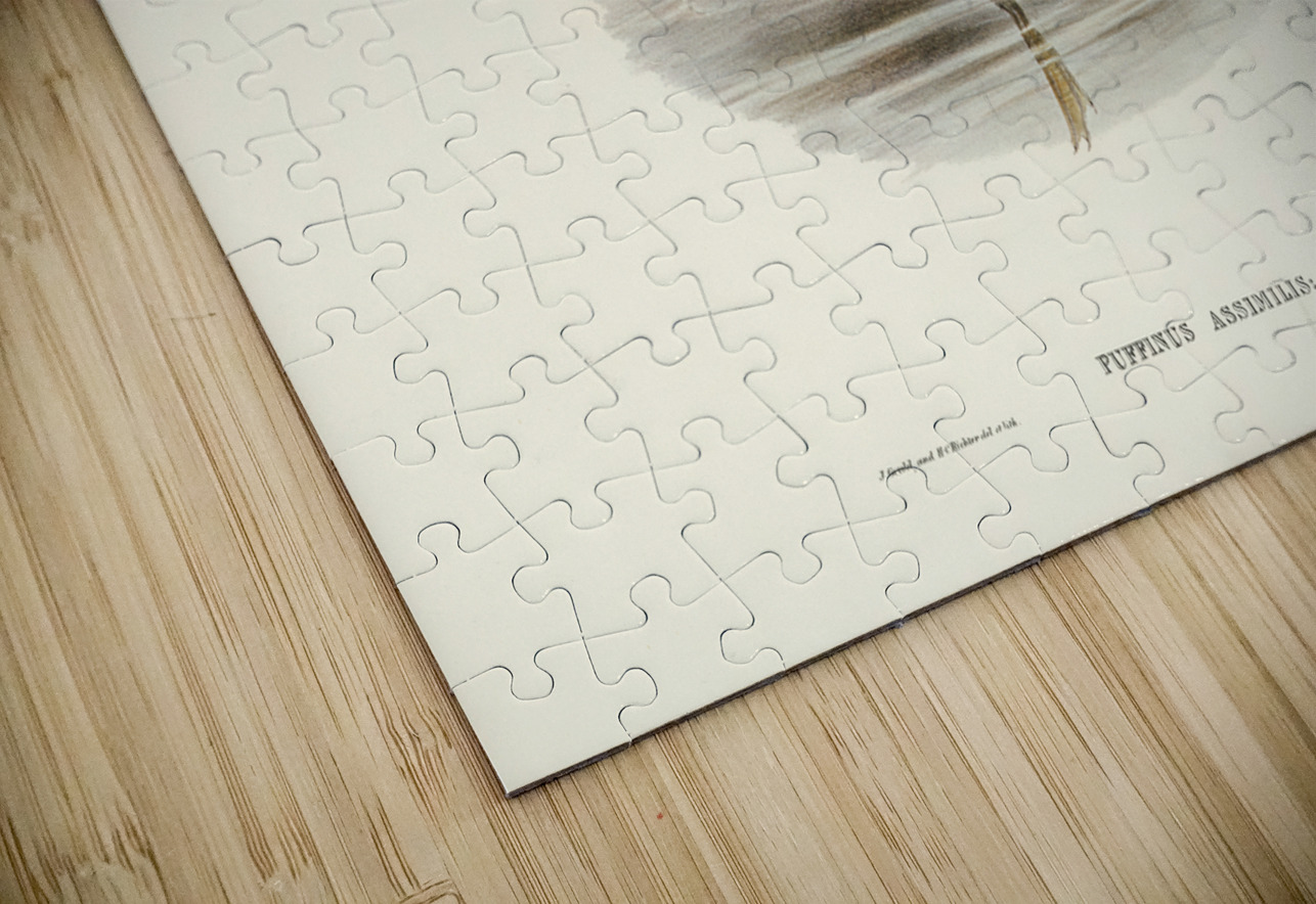 Allied Petrel Puffinus assimilis illustrated by Elizabeth Gould 1804–1841 for John Gould’s 1804-1881 Birds of Australia  IStockHistory com Puzzle