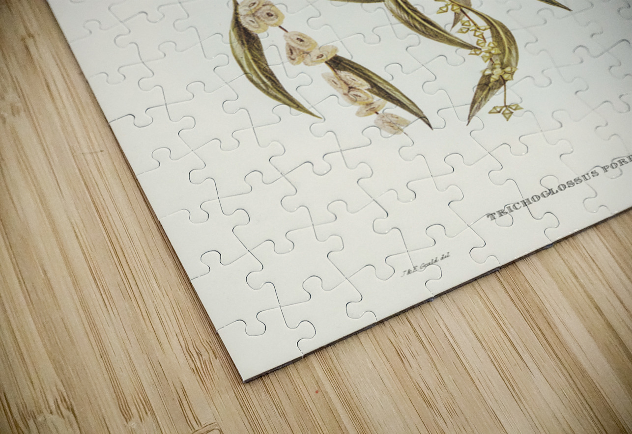 Little Whimbrel Numenius minutus illustrated by Elizabeth Gould 1804–1841 for John Gould’s 1804-1881 Birds of Australia  IStockHistory com Puzzle