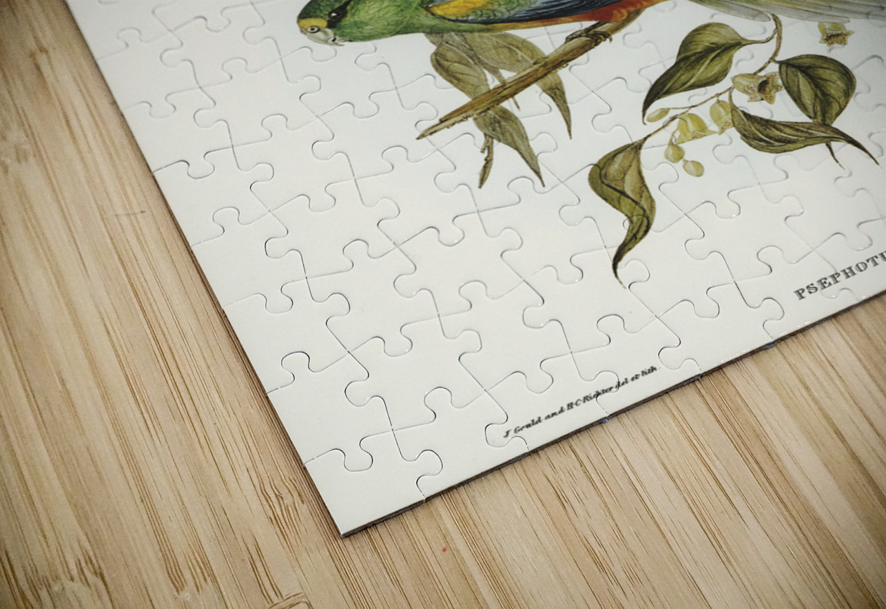 Many-coloured Parakeet Psephotus multicolor illustrated by Elizabeth Gould 1804–1841 for John Gould’s 1804-1881 Birds of Australia  IStockHistory com Puzzle