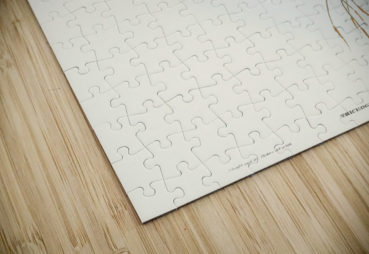 Little Lorikeet Trichoglossus pusillus illustrated by Elizabeth Gould 1804–1841 for John Gould’s 1804-1881 Birds of Australia  IStockHistory com Puzzle