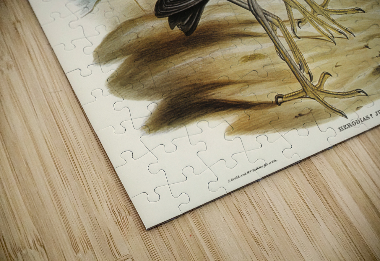 Blue Reef Heron Herodias jugularis illustrated by Elizabeth Gould 1804–1841 for John Gould’s 1804-1881 Birds of Australia  IStockHistory com Puzzle