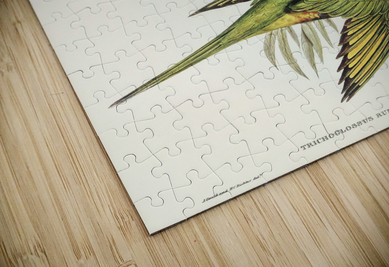 Red-collared Lorikeet Trichoglossus rubritorquis illustrated by Elizabeth Gould 1804–1841 for John Gould’s 1804-1881 Birds of Australia  IStockHistory com Puzzle