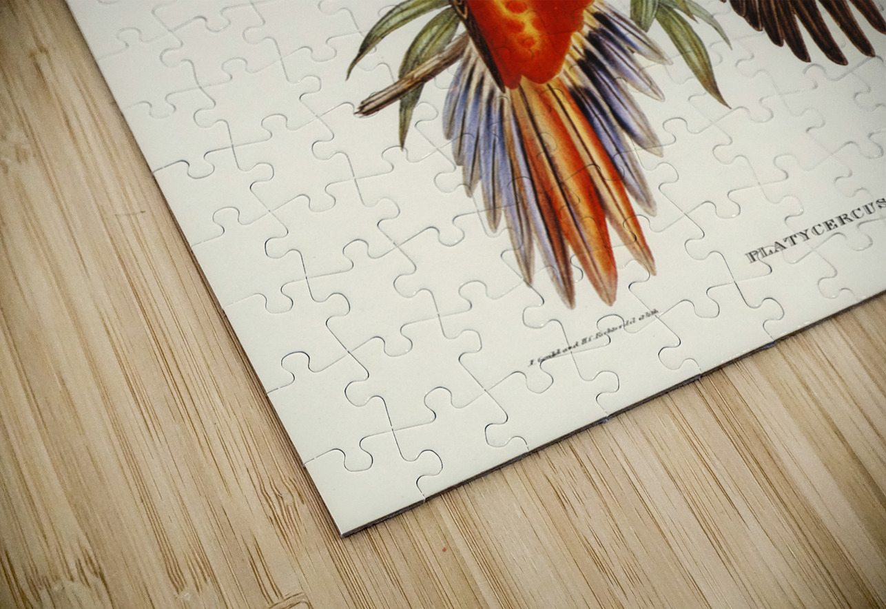 Fiery Parakeet Platycercus ignitus illustrated by Elizabeth Gould 1804–1841 for John Gould’s 1804-1881 Birds of Australia  IStockHistory com Puzzle