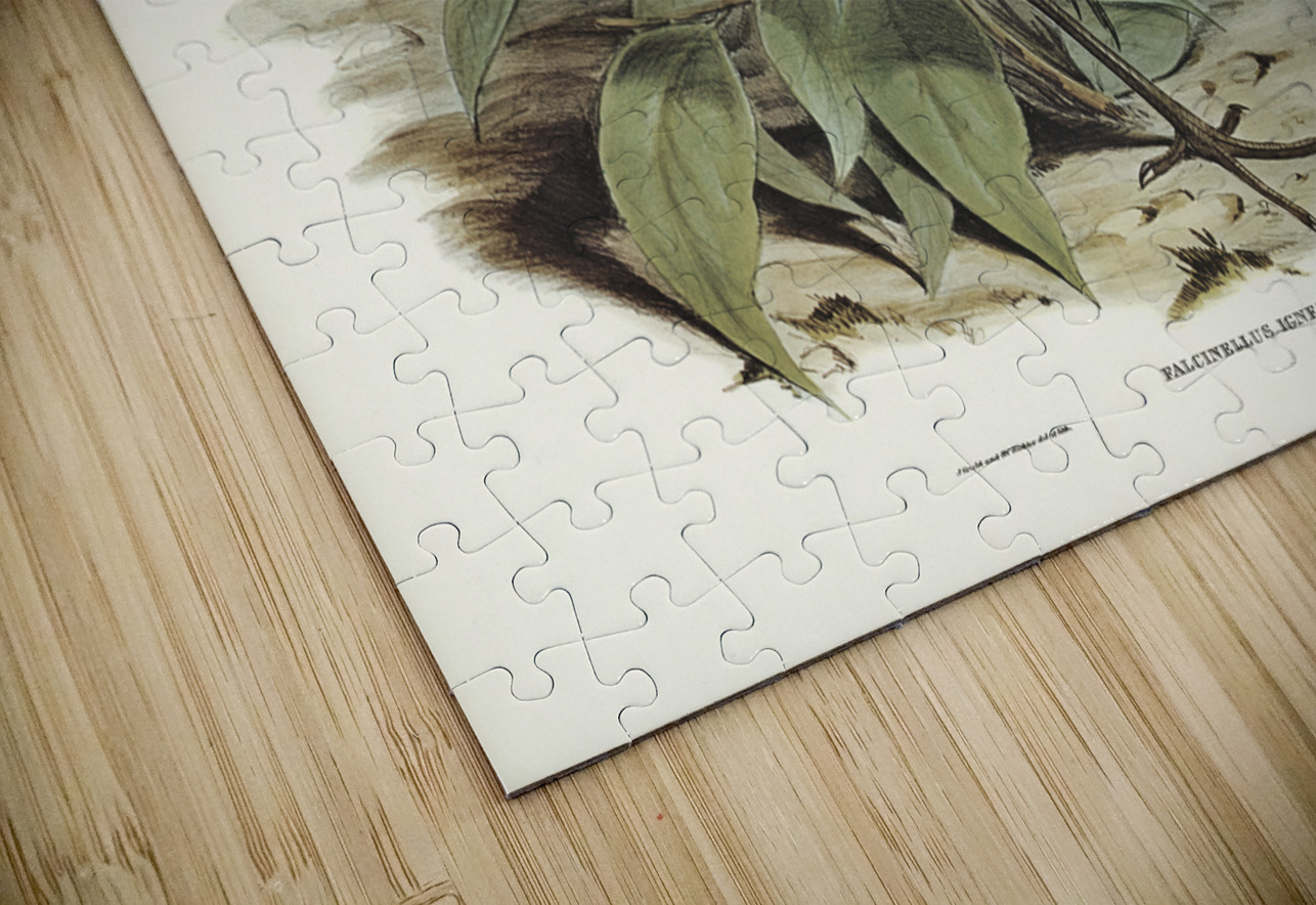 Glossy Ibis Falcinellus igneus illustrated by Elizabeth Gould 1804–1841 for John Gould’s 1804-1881 Birds of Australia  IStockHistory com Puzzle