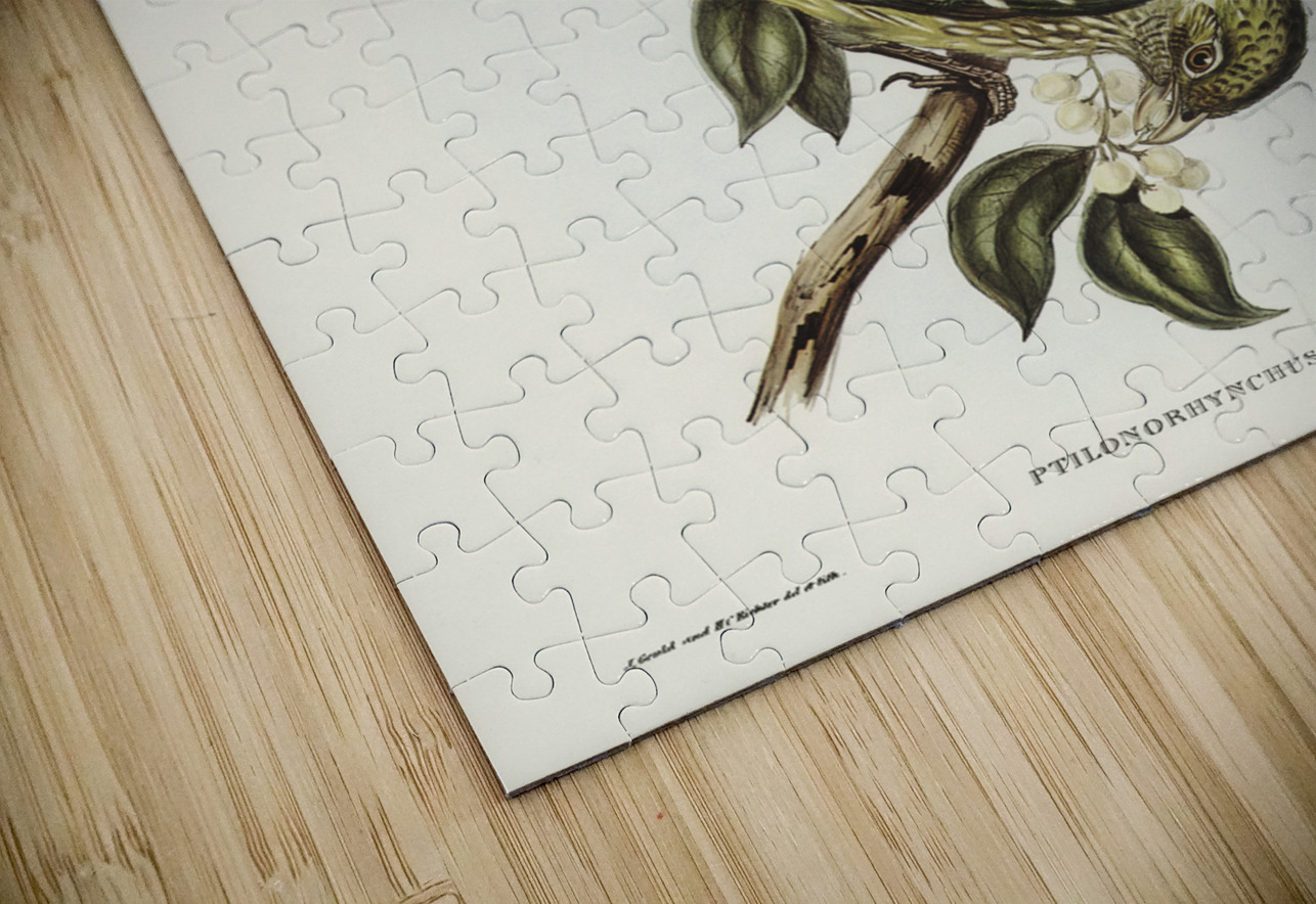 Cat Bird Ptilonorhynchus Smithii illustrated by Elizabeth Gould 1804–1841 for John Gould’s 1804-1881 Birds of Australia  IStockHistory com Puzzle