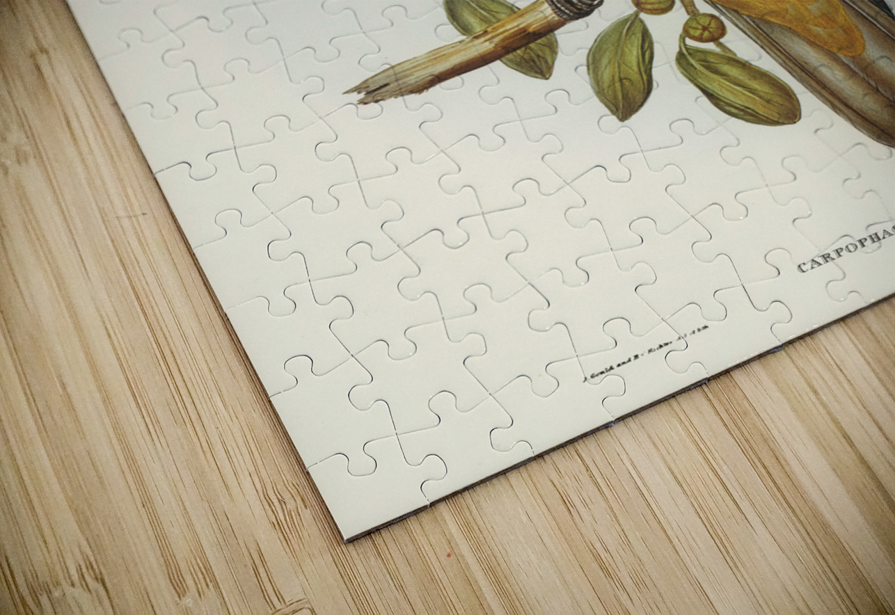 Magnificent Fruit Pigeon Carpophaga magnifica illustrated by Elizabeth Gould 1804–1841 for John Gould’s 1804-1881 Birds of Australia  IStockHistory com Puzzle