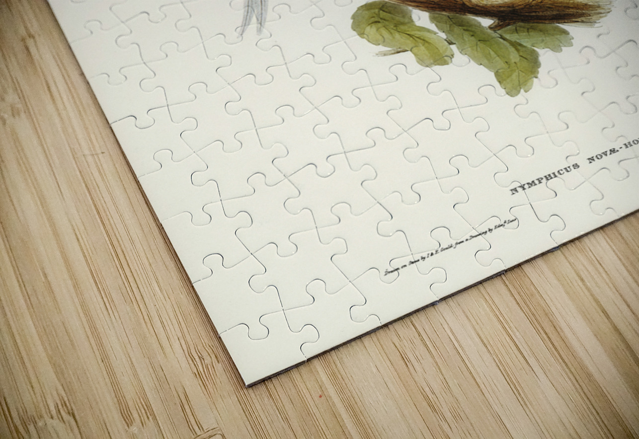 Cockatoo Parakeet Nymphicus Novae Hollandiae illustrated by Elizabeth Gould 1804–1841 for John Gould’s 1804-1881 Birds of Australia  IStockHistory com Puzzle