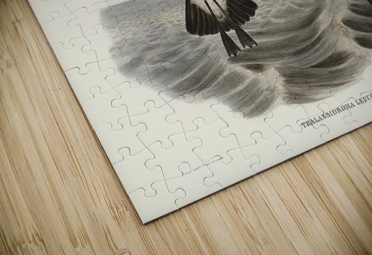 John Gould Birds of Australia 637 IStockHistory com Puzzle