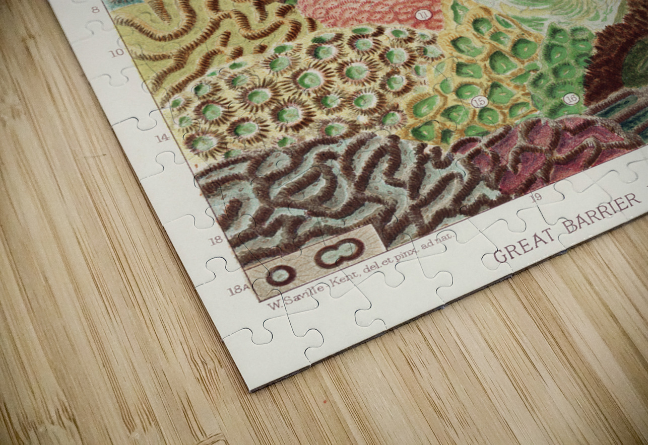 Great Barrier Reef Corals from The Great Barrier Reef of Australia 1893 by William Saville-Kent 1845-1908. Fig 1: Trachyphyllia amaraniusFig 2 : Caulastroea DistortaFig 3 : Mussa CorymbosaFig 4 : Mussa MultilobataFig 5 : PrionastroeaFig 6 : Favia Bo IStockHistory com Puzzle