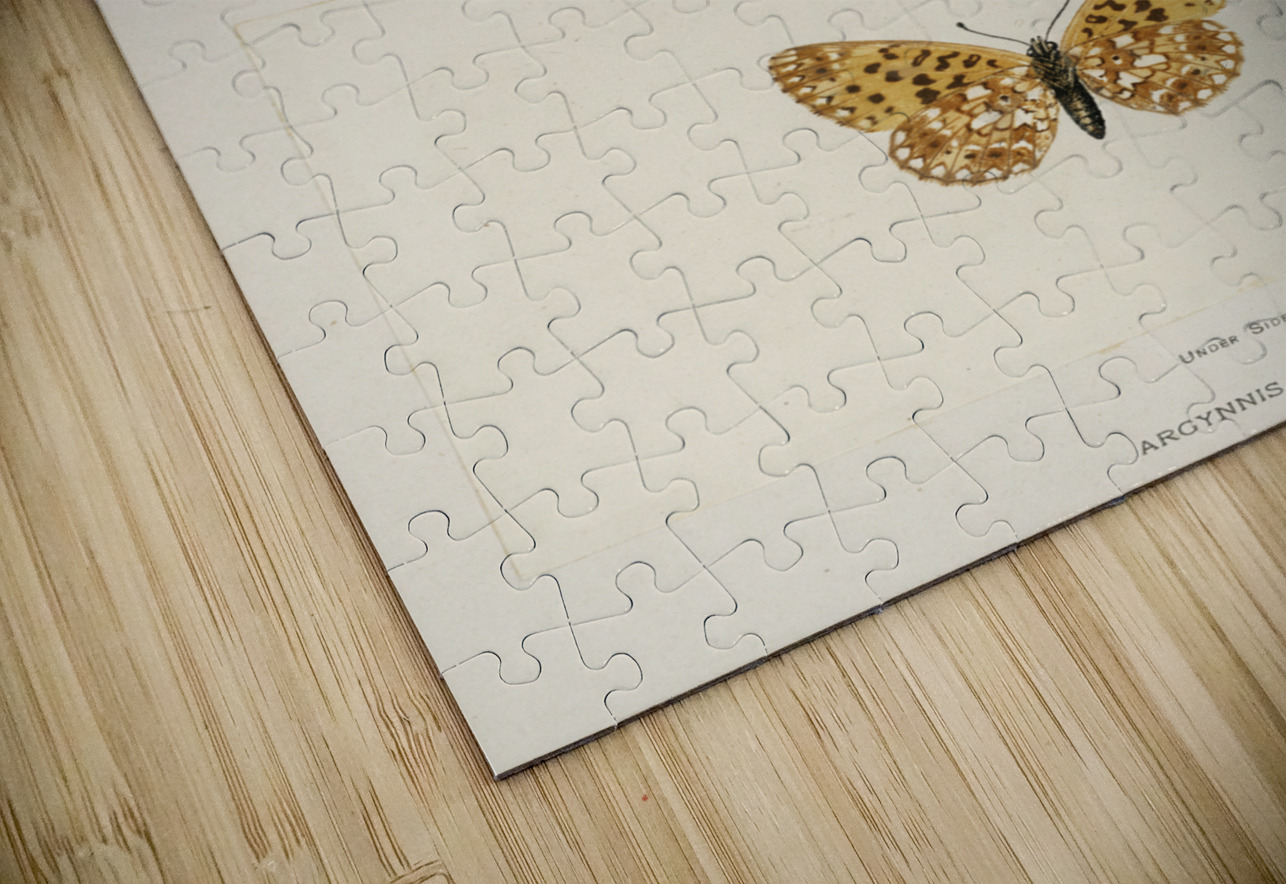 Silver-bordered Fritillary Argynnis Myrina from Moths and butterflies of the United States 1900 by Sherman F. Denton 1856-1937.  IStockHistory com Puzzle