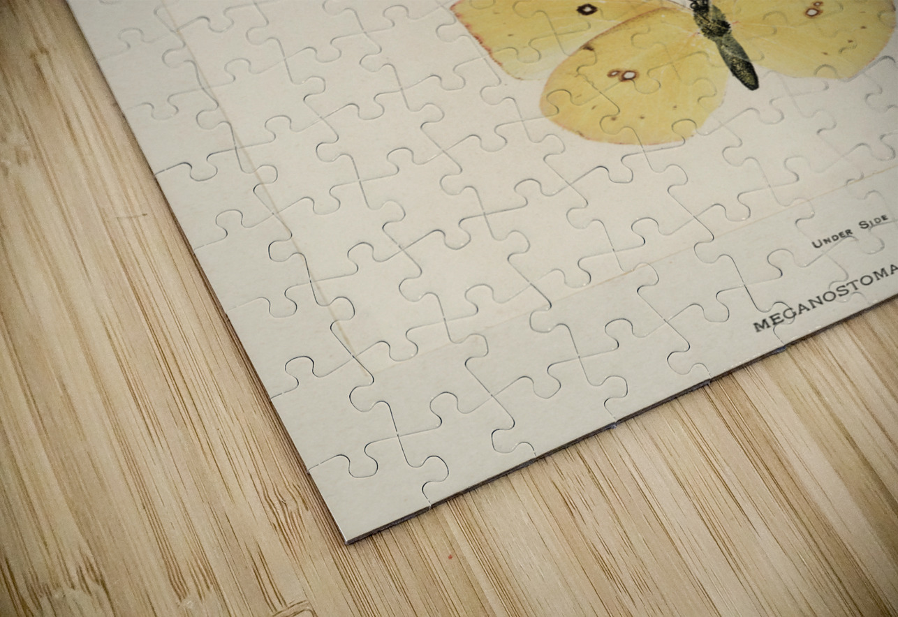 Southern Dogface Meganostoma Caesonia from Moths and butterflies of the United States 1900 by Sherman F. Denton 1856-1937.  IStockHistory com Puzzle