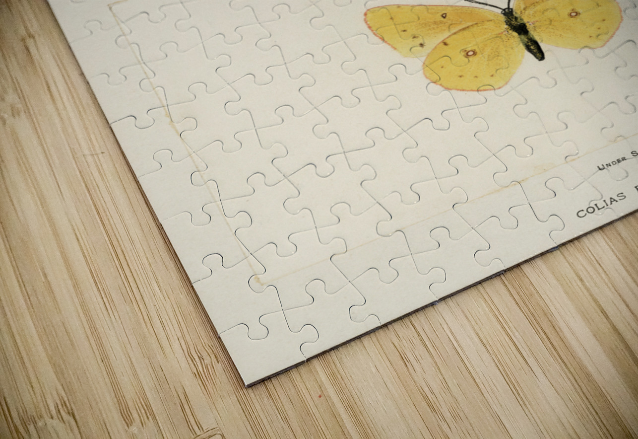 Orange Sulphur Colias Eurytheme from Moths and butterflies of the United States 1900 by Sherman F. Denton 1856-1937.  IStockHistory com Puzzle