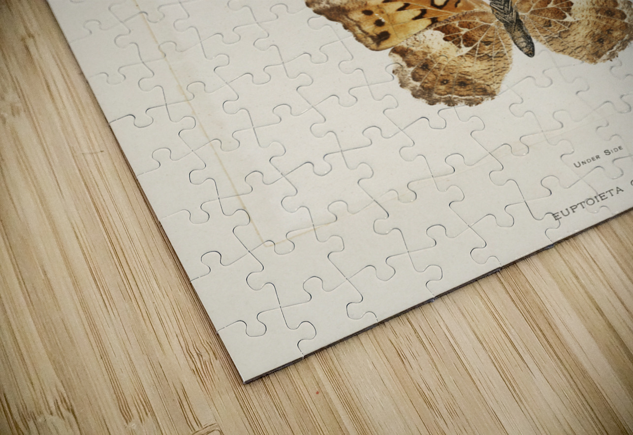 Variegated Fritillary Euptoieta Claudia from Moths and butterflies of the United States 1900 by Sherman F. Denton 1856-1937.  IStockHistory com Puzzle