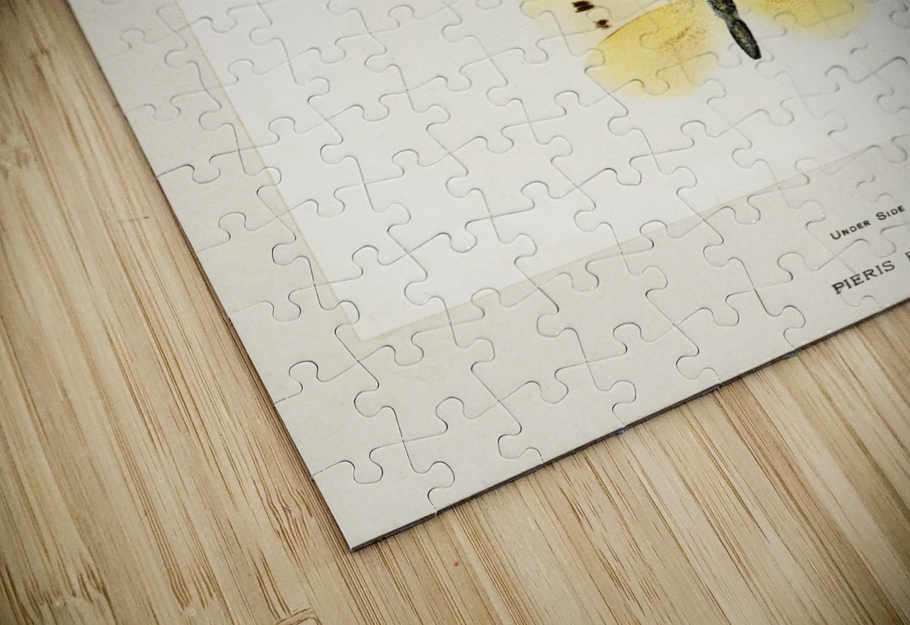 Small Cabbage White Pieris Rapae from Moths and butterflies of the United States 1900 by Sherman F. Denton 1856-1937.  IStockHistory com Puzzle