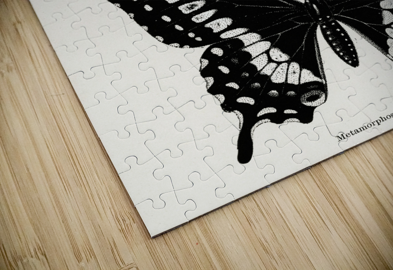 Metamorphosis of Papilio Butterfly from Moths and butterflies of the United States 1900 by Sherman F. Denton 1856-1937.  IStockHistory com Puzzle