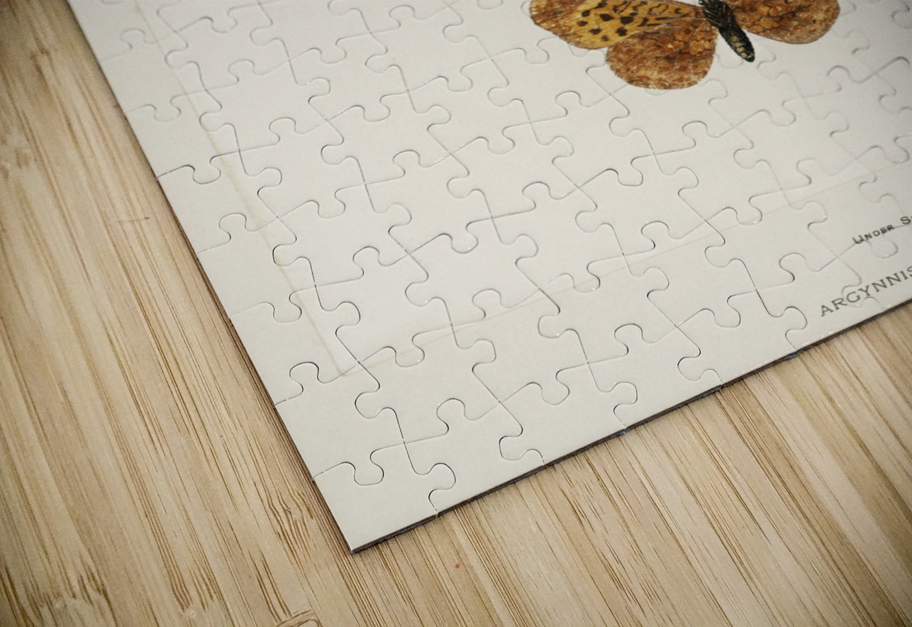 Meadow Fritillary Argynnis Bellona from Moths and butterflies of the United States 1900 by Sherman F. Denton 1856-1937.  IStockHistory com Puzzle