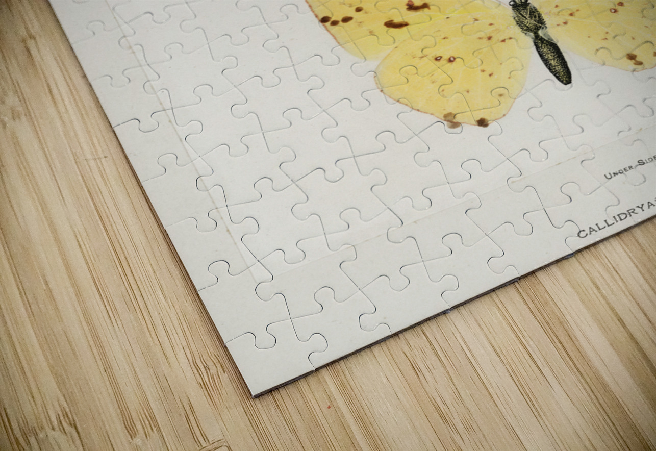 Cloudless Sulphur Callidryas Eubule from Moths and butterflies of the United States 1900 by Sherman F. Denton 1856-1937.  IStockHistory com Puzzle