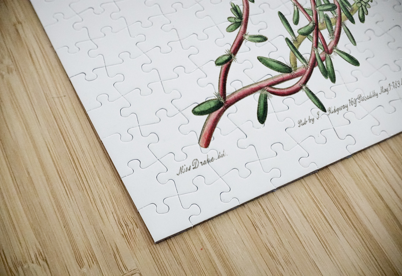 Dr. Gillies purslane from Edwards Botanical Register 1829-1847  by Sydenham Edwards John Lindley and James Ridgway. IStockHistory com Puzzle