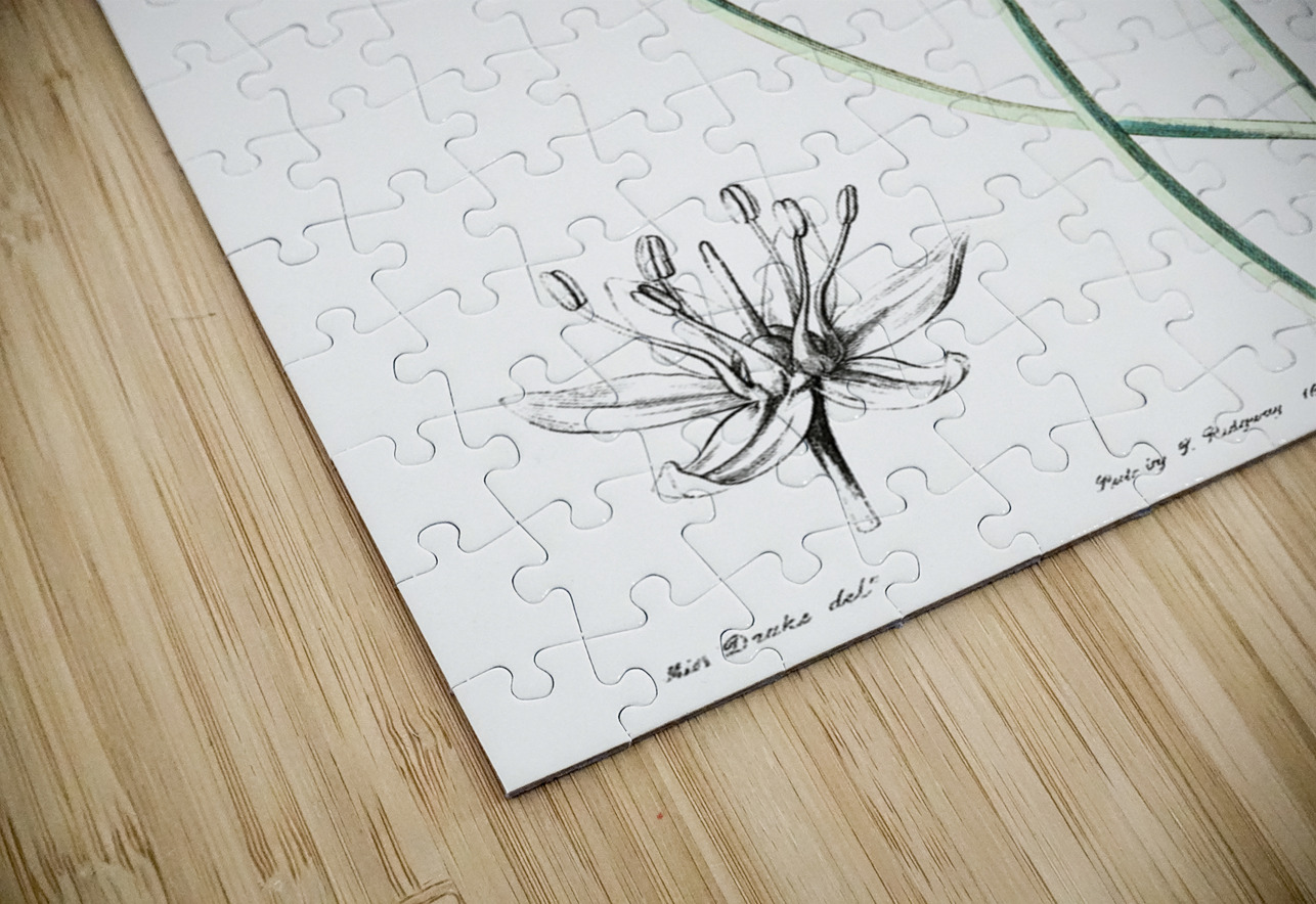 Blue leek from Edwards Botanical Register 1829-1847  by Sydenham Edwards John Lindley and James Ridgway. IStockHistory com Puzzle