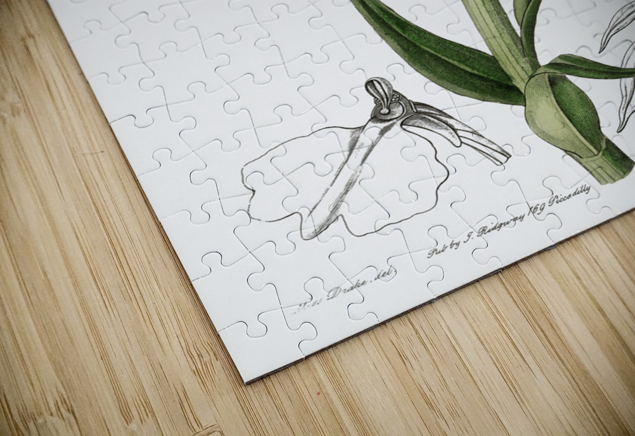 Leafy spiked orchis from Edwards Botanical Register 1829-1847  by Sydenham Edwards John Lindley and James Ridgway. IStockHistory com Puzzle