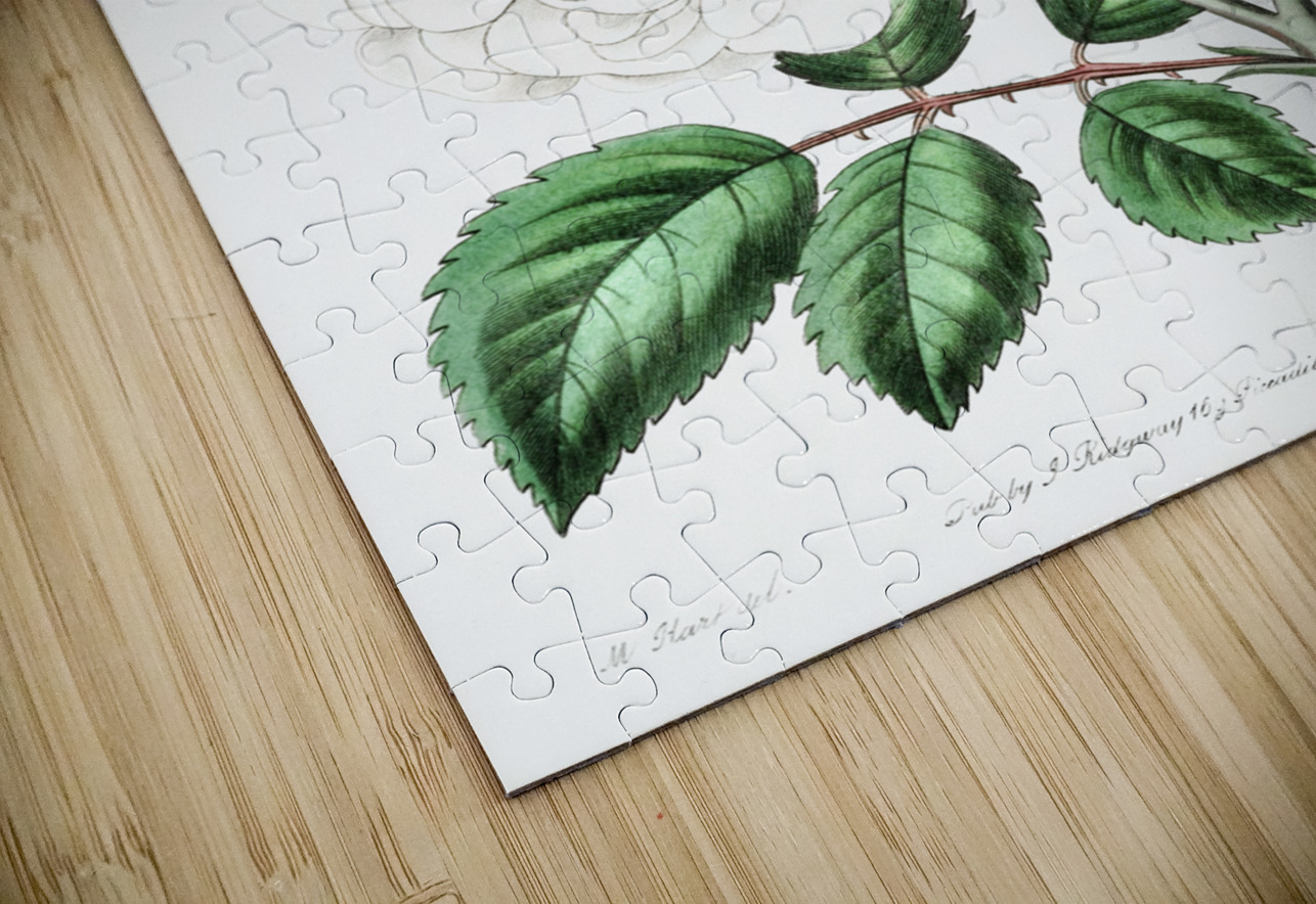 The ruga rose from Edwards Botanical Register 1829-1847  by Sydenham Edwards John Lindley and James Ridgway. IStockHistory com Puzzle