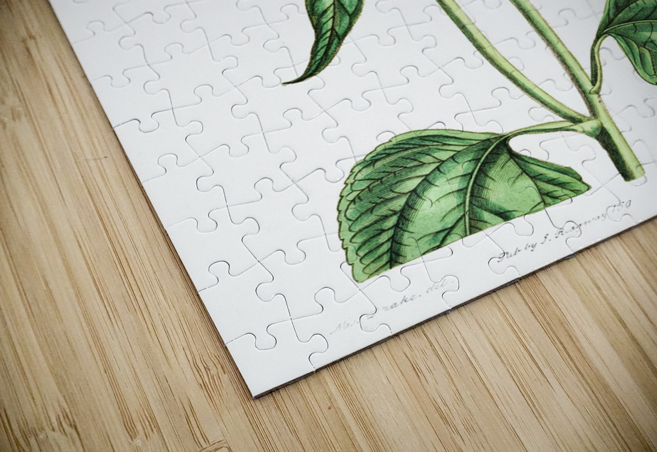 Trumpet stalked sunflower from Edwards Botanical Register 1829-1847  by Sydenham Edwards John Lindley and James Ridgway. IStockHistory com Puzzle