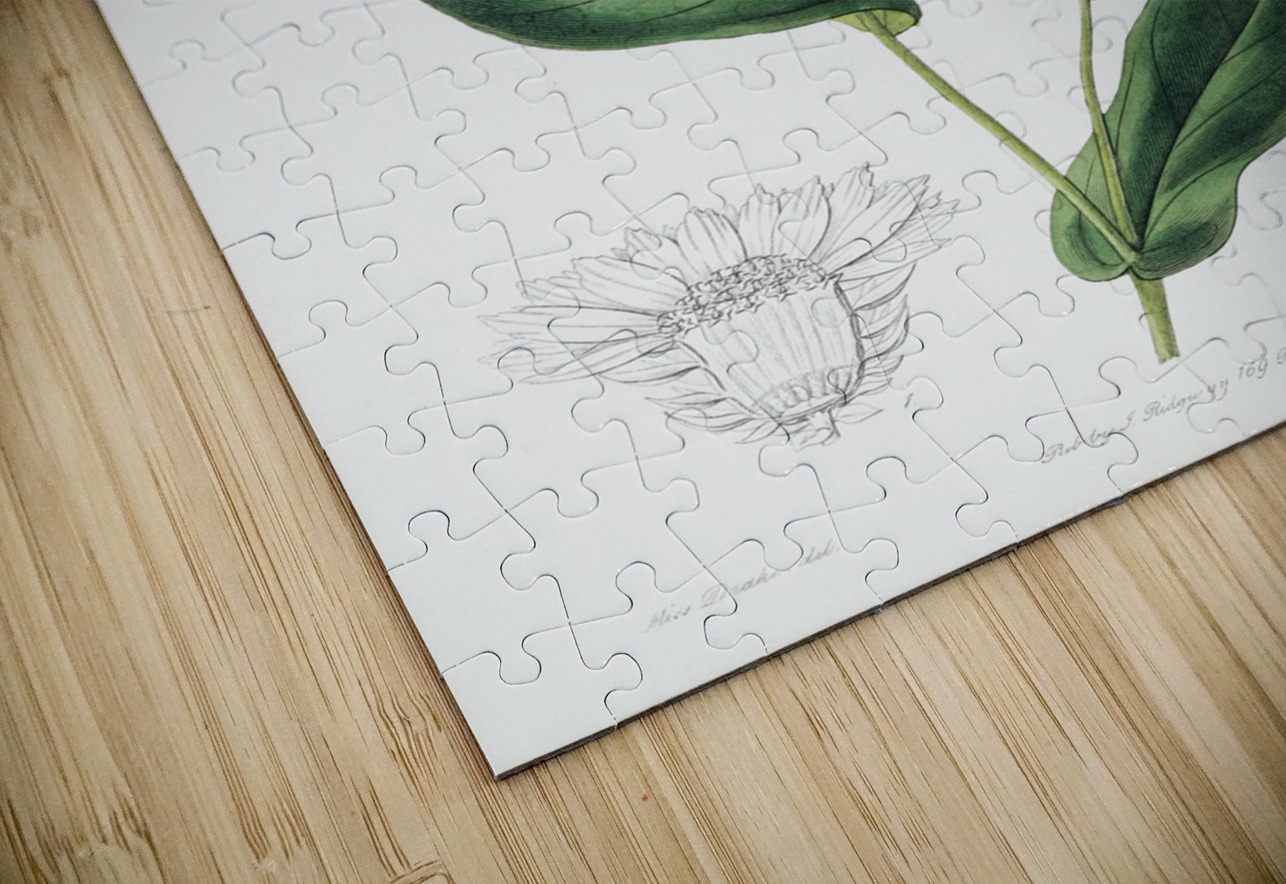 Captain Mangles rhodanthe from Edwards Botanical Register 1829-1847  by Sydenham Edwards John Lindley and James Ridgway. IStockHistory com Puzzle