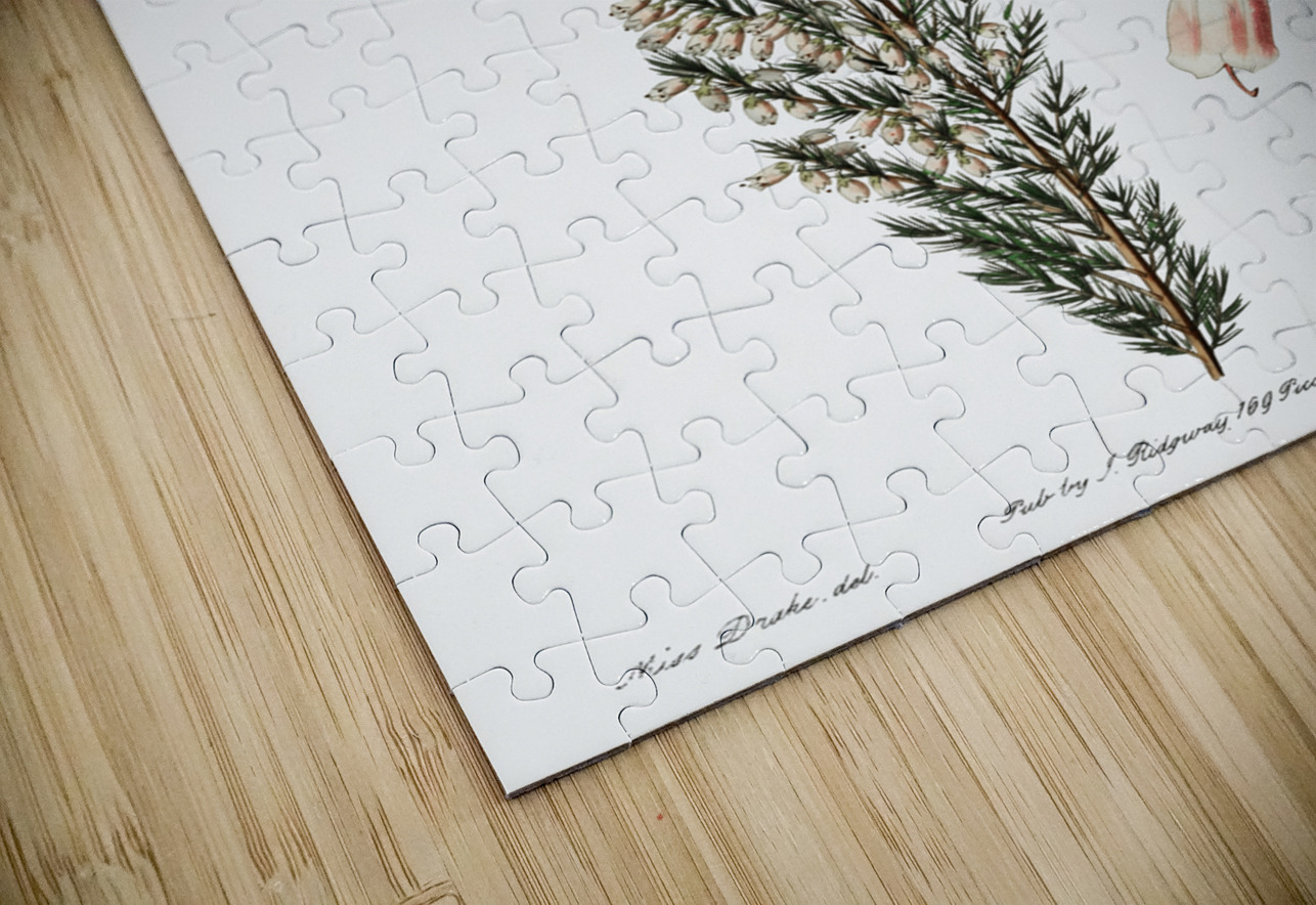 Bell-bearing heath from Edwards Botanical Register 1829-1847  by Sydenham Edwards John Lindley and James Ridgway. IStockHistory com Puzzle