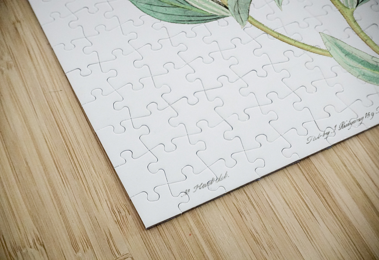 Long Branched Enothera from Edwards Botanical Register 1829-1847  by Sydenham Edwards John Lindley and James Ridgway. IStockHistory com Puzzle