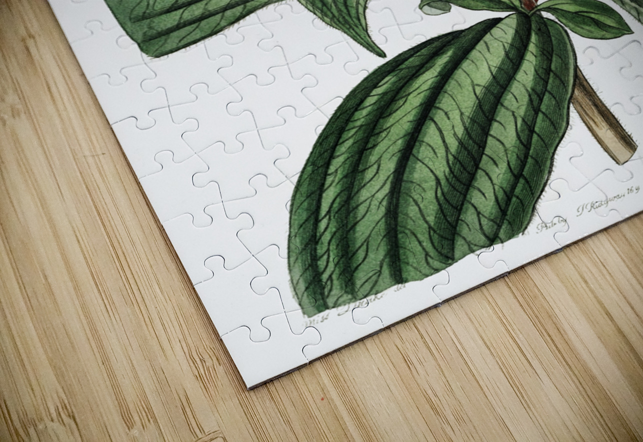 Starry osbeckia from Edwards Botanical Register 1829-1847  by Sydenham Edwards John Lindley and James Ridgway. IStockHistory com Puzzle