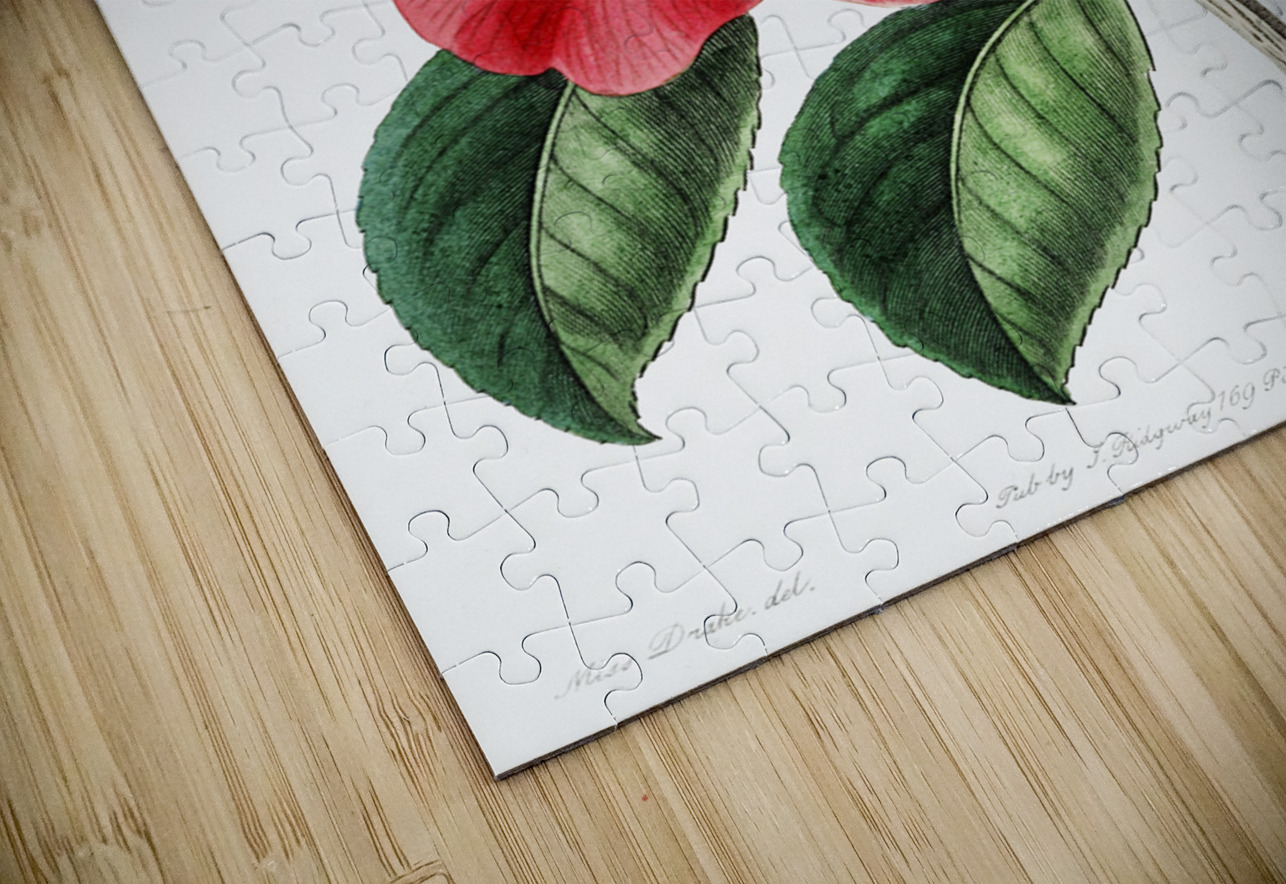 Donckelaers japan camelia from Edwards Botanical Register 1829-1847  by Sydenham Edwards John Lindley and James Ridgway. IStockHistory com Puzzle