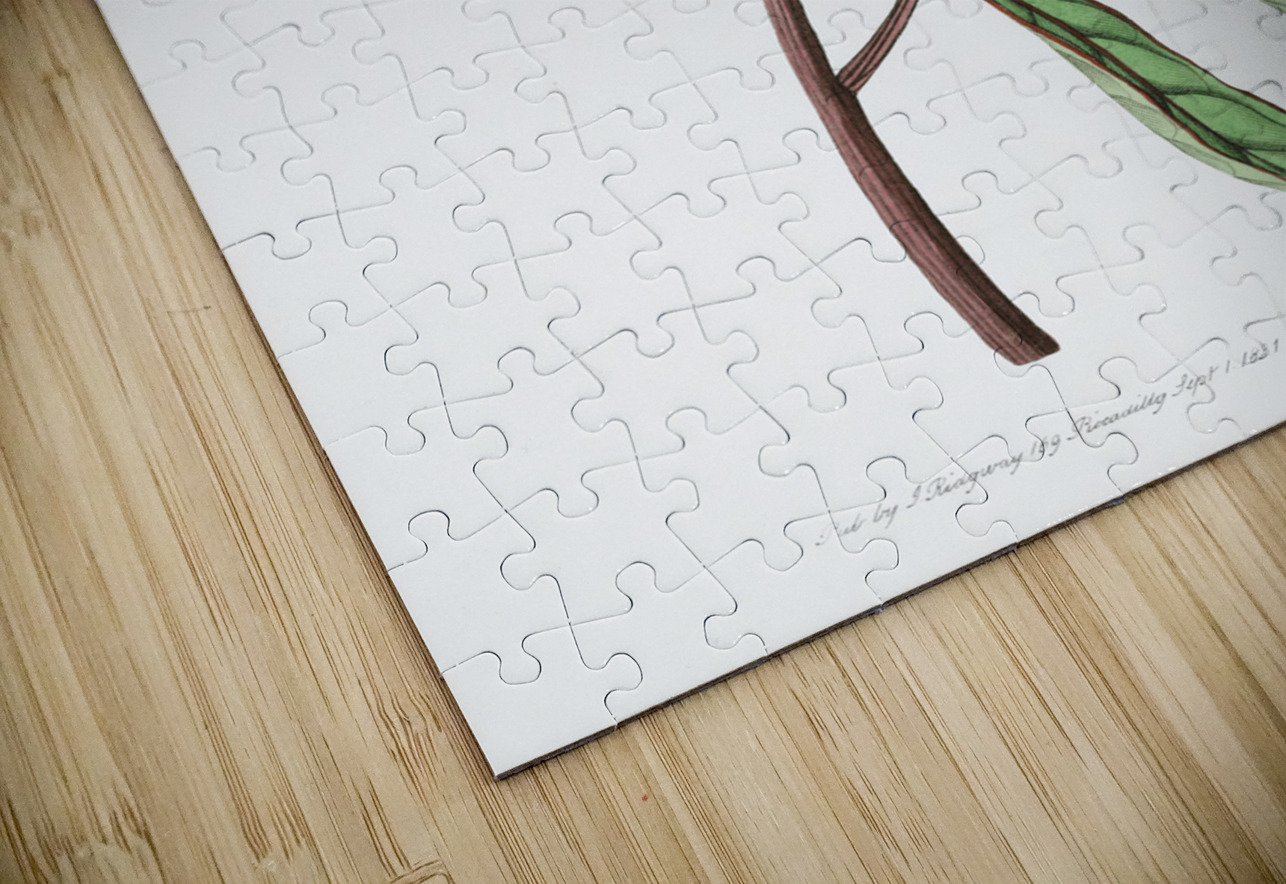 Potts Chinese peony from Edwards Botanical Register 1829-1847  by Sydenham Edwards John Lindley and James Ridgway. IStockHistory com Puzzle