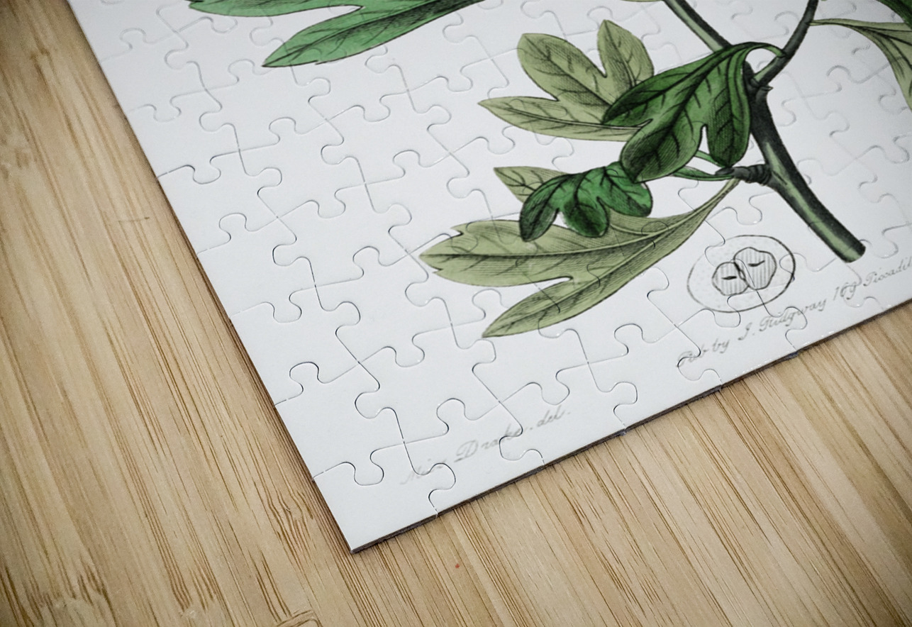 orocco hawthorn from Edwards Botanical Register 1829-1847  by Sydenham Edwards John Lindley and James Ridgway. IStockHistory com Puzzle