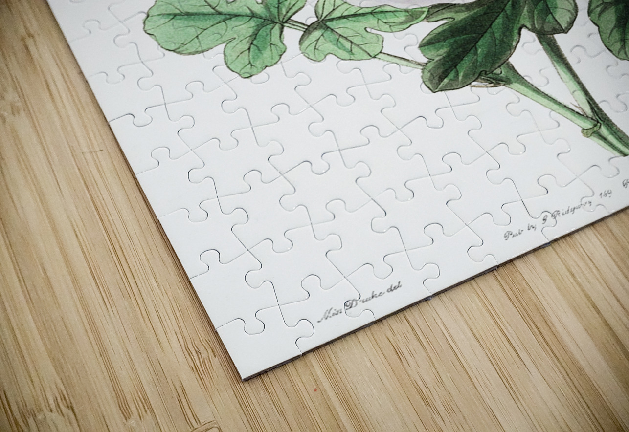 Mrs. Wrays hibiscus from Edwards Botanical Register 1829-1847  by Sydenham Edwards John Lindley and James Ridgway. IStockHistory com Puzzle