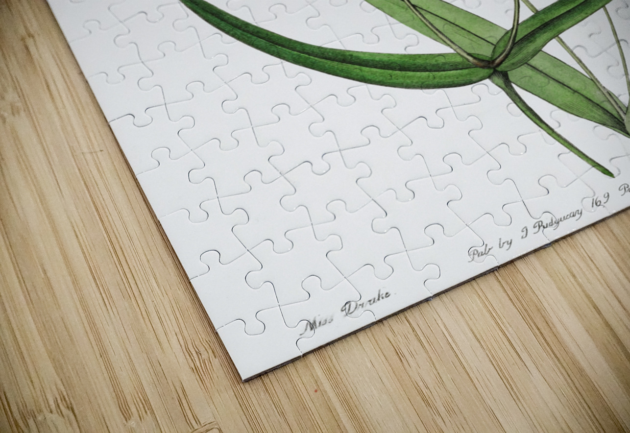 Dark-eyed viscaria from Edwards Botanical Register 1829-1847  by Sydenham Edwards John Lindley and James Ridgway. IStockHistory com Puzzle