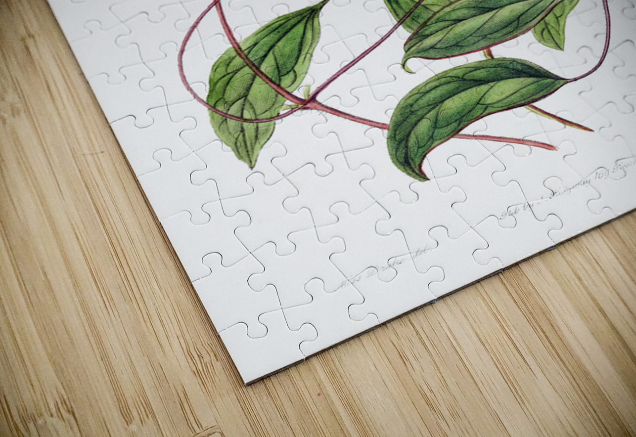 Violet clematis flower from Edwards Botanical Register 1829-1847  by Sydenham Edwards John Lindley and James Ridgway. IStockHistory com Puzzle