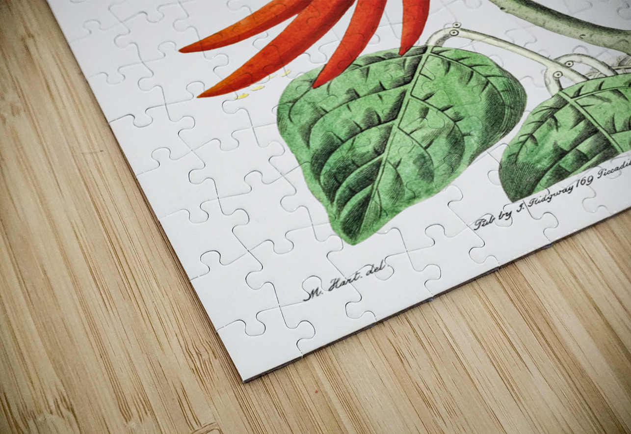 Naked-flowering Erythrina from Edwards Botanical Register 1829-1847  by Sydenham Edwards John Lindley and James Ridgway. IStockHistory com Puzzle